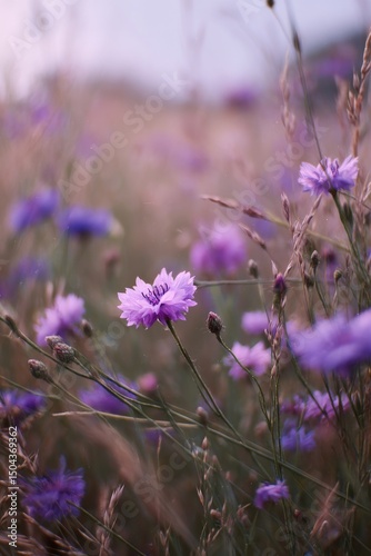 Blooming Purple Flowers in a Serene Meadow During Golden Hour Light