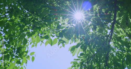 太陽の光が綺麗な新緑の木