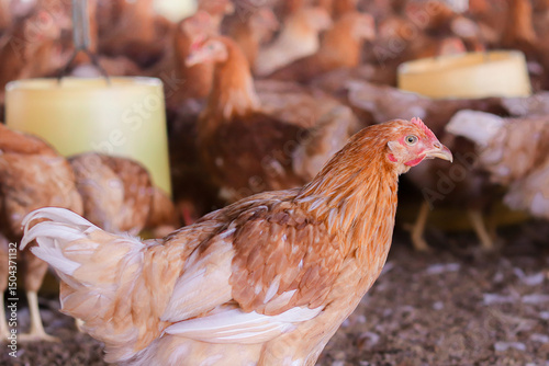 Close up of brown chicken in chicken farm