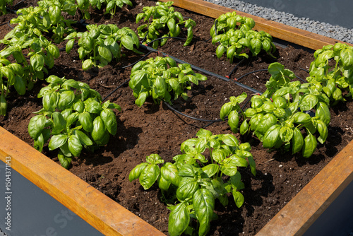 Organic Agriculture, vegetables are grown on the building terrace
