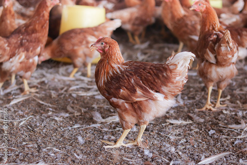 Close up of brown chicken in chicken farm