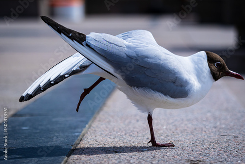 Photography La mouette rieuse danseuse