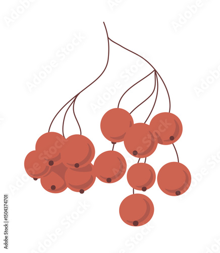 Red rowan. Twig with berries. Nature, botany and plants. Design and decoration. Vector sketch illustration on a white background. Art hand drawn