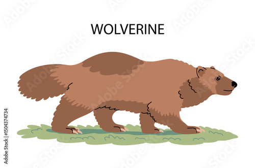 Wolverine side view. Predatory wild animal. Carnivore and scavenger of the mustelid family. Fearless fighter in the wild. Fauna and zoology. Vector isolated illustration