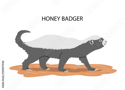 Honey badger side view. Predatory wild animal. Bald badger of the mustelidae family. Fearless fighter in the wild nature of Africa and Asia. Fauna and zoology. Vector isolated illustration