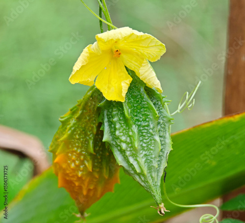 Bitter melon in the garden