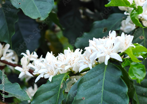 Coffee flowers in the garden