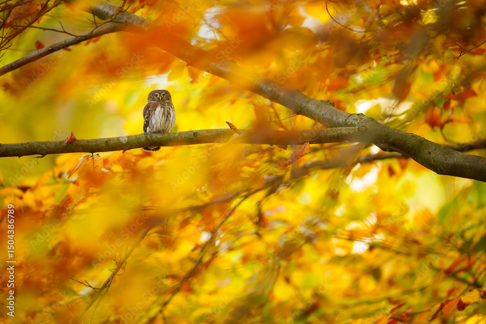 Obraz premium Eurasian pygmy owl in vibrant autumn forest