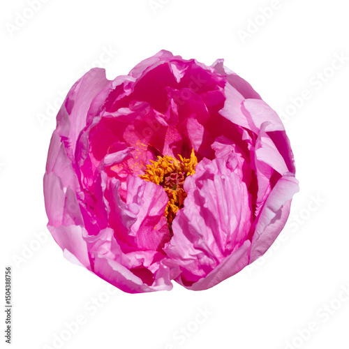 Pink peony flower isolated on transparent background.