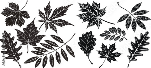 Black silhouettes of maple leaves arranged in a row showcasing detailed leaf structures and shapes during autumn season