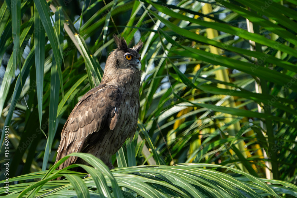 Fototapeta premium The dusky eagle-owl (Ketupa coromanda) is an owl species in the family Strigidae that is widespread in South and Southeast Asia. The type specimen used to describe the species was collected on the Cor