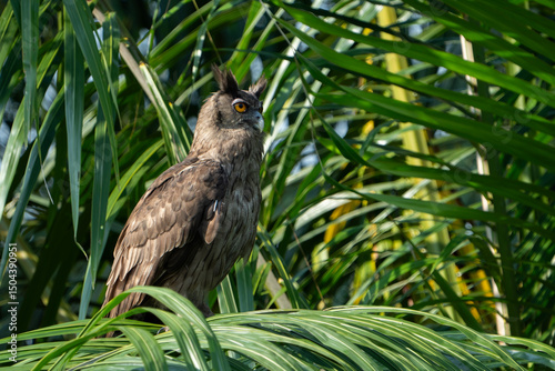 Wallpaper Mural The dusky eagle-owl (Ketupa coromanda) is an owl species in the family Strigidae that is widespread in South and Southeast Asia. The type specimen used to describe the species was collected on the Cor Torontodigital.ca
