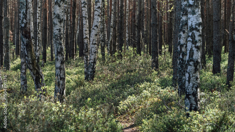 Latvian forest in spring