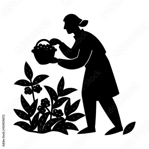 Silhouette of a woman harvesting berries in field