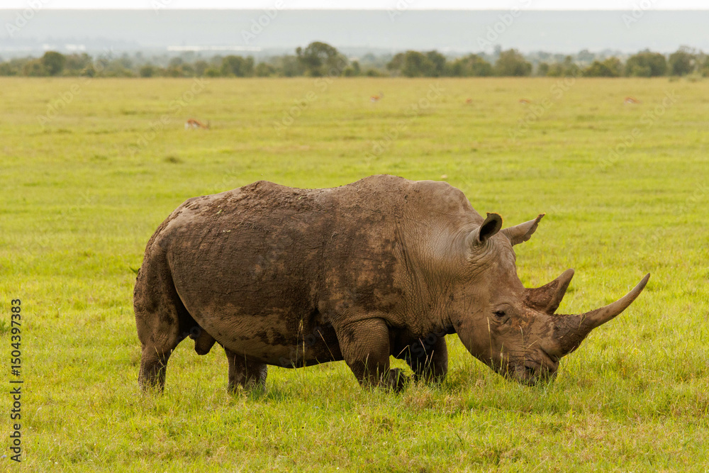 Obraz premium Rhino in Kenya