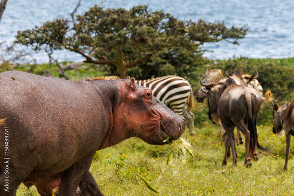 Fototapeta premium Hippo in Kenya