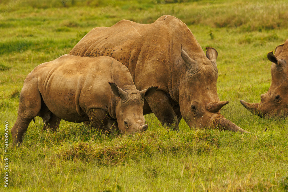 Obraz premium Rhino in Kenya