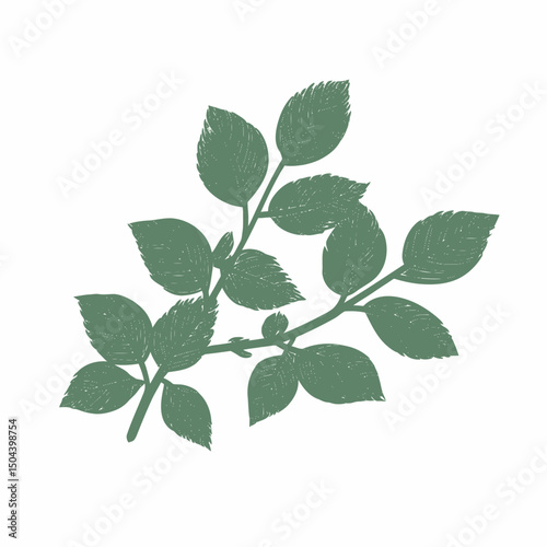 Green leaves branch botanical illustration foliage nature plant design element greenery fresh spring summer art silhouette