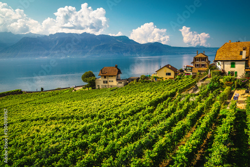Grape rows on the Geneva lake shore, Chexbres village, Switzerland