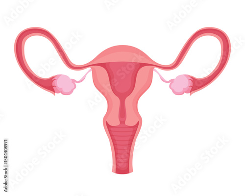 Vector illustration of the female reproductive system isolated. Uterus, fallopian tubes, and ovaries, emphasizing anatomy, gynecology, and reproductive health.
