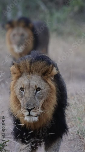  Vertical video, two big male lions on the move