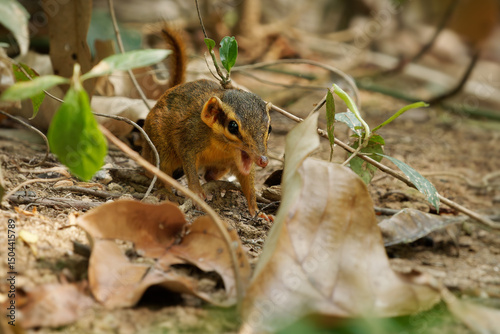 Northern smooth-tailed treeshrew - Dendrogale murina small mammals closely related to primates, also called tree shrews or banxrings, feeds on invertebrates but rarely on fruits and plants photo
