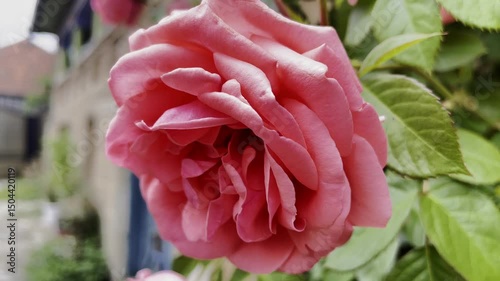 Soft pink rose blooming on a green bush in a garden. 