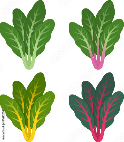 Rainbow Swiss chard, leafy green vegetable with different color stalks. Cartoon vector style clipart illustration.