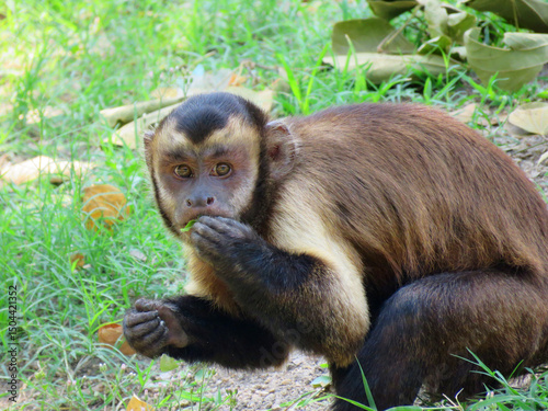 A brown capuchin monkey sits on the forest floor, eating a leaf while curiously observing its surroundings.