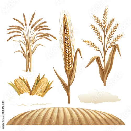 Dry Wheat Ear Isolated vector