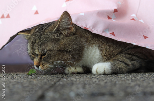 Lustiges Aufnahme von einer Katze die kritisch eine kleine Pflanze betrachtet