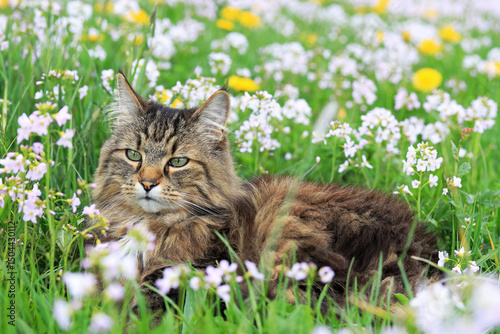 Eine Norwegische Waldkatze genießt den Frühling in einer Blumenwiese mit Löwenzahn und Schaumblumen photo