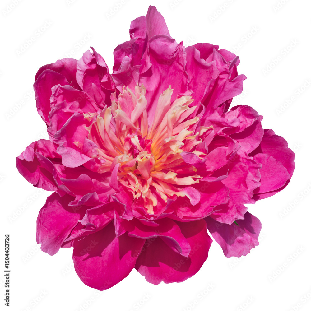 Obraz premium Pink peony flower isolated on transparent background.