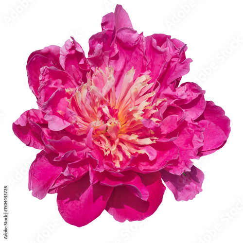 Pink peony flower isolated on transparent background.