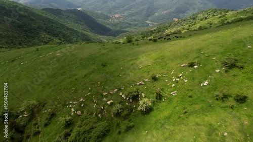 Drone View of Wild Horses on Lush Hills in Ligurian Mountains