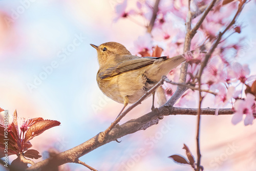 Common chiffchaff sitting on a blossom tree ,Leaf warbler (Phylloscopus collybita) Bird close-up photo