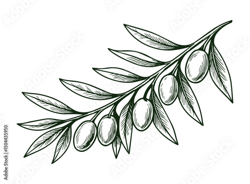 Beautiful olive branch. Monochrome engraving technique. Vector isolated.