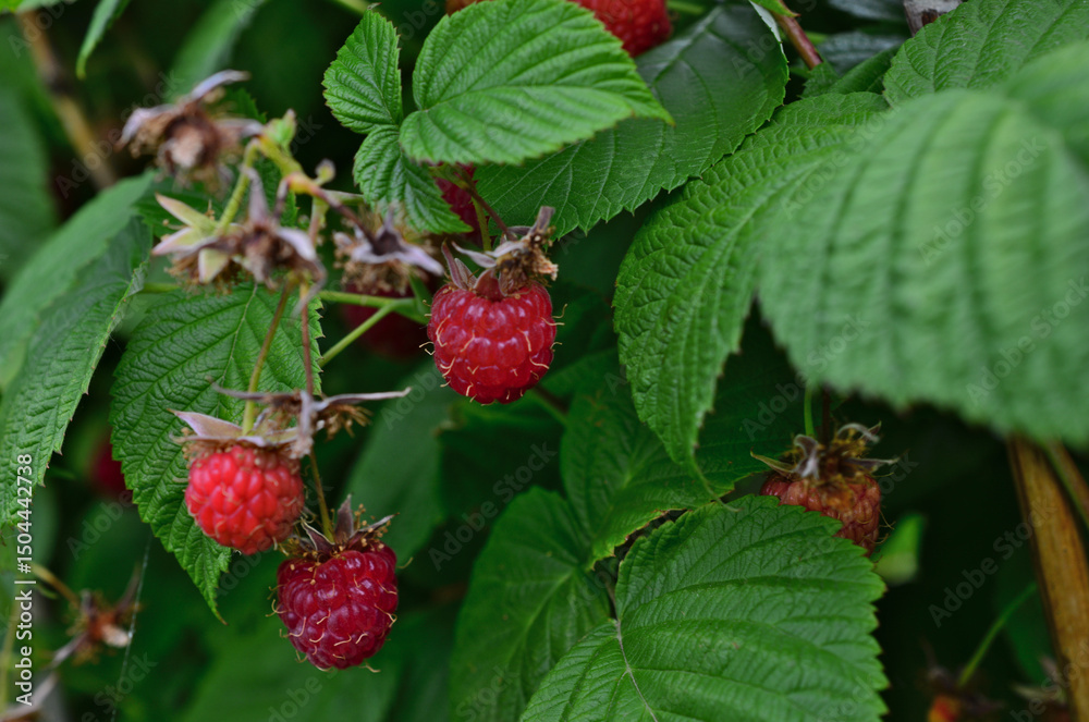 Close-up of ripe red raspberries on a bush in the garden Close-up of ripe red raspberries on a bush in the garden