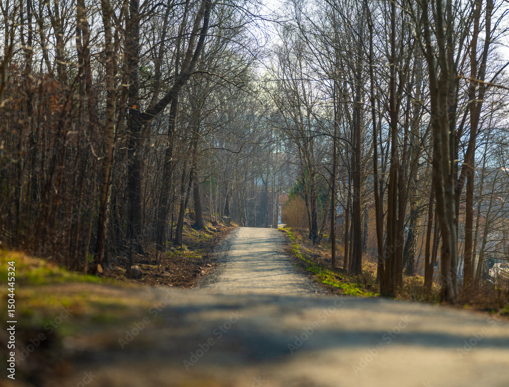 Fototapeta premium Dirt Trail Path Through Bare Forest In Spring.