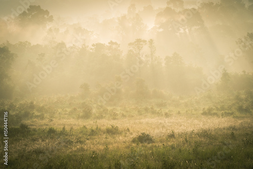 The atmosphere of nature in the morning, morning light, sunlight