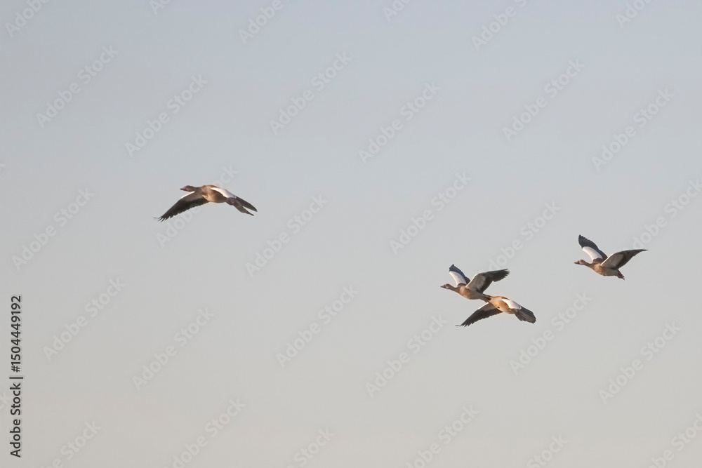 Egyptian goose flock in fligh. Egyptian goose flock in fligh.