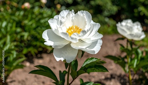 Closeup on white peony flower
