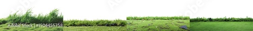 Lush Green Grass Field with Vibrant Texture and Natural Environment in Bright Daylight