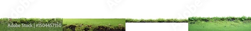 Lush Green Water Plants on Serene Water Surface with Flowering Blooms and Wildlife
