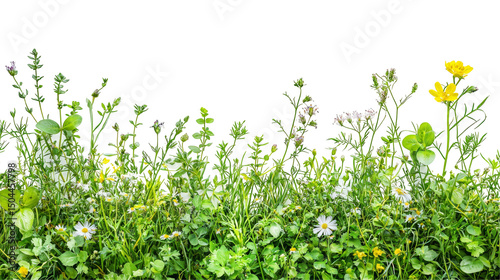 Vibrant Wildflower Meadow with Diverse Greenery and Colorful Blossoms in Spring