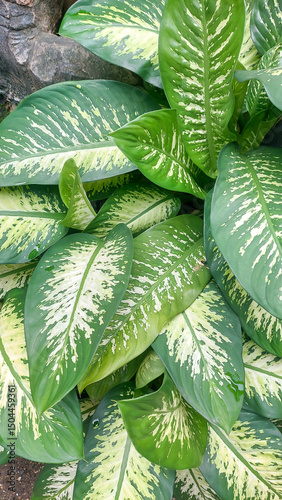 Dieffenbachia Seguine or Dumb Cane in the garden photo