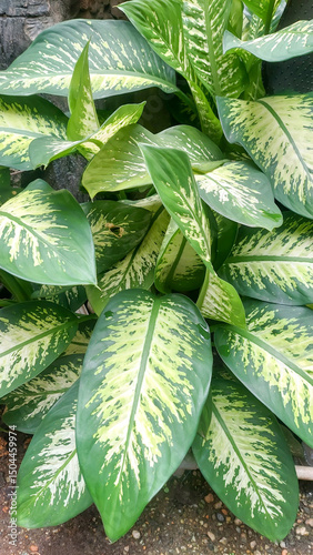 Dieffenbachia Seguine or Dumb Cane in the garden. photo
