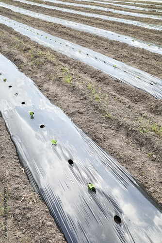 Cucumber seedlings patch covered with plastic film.
