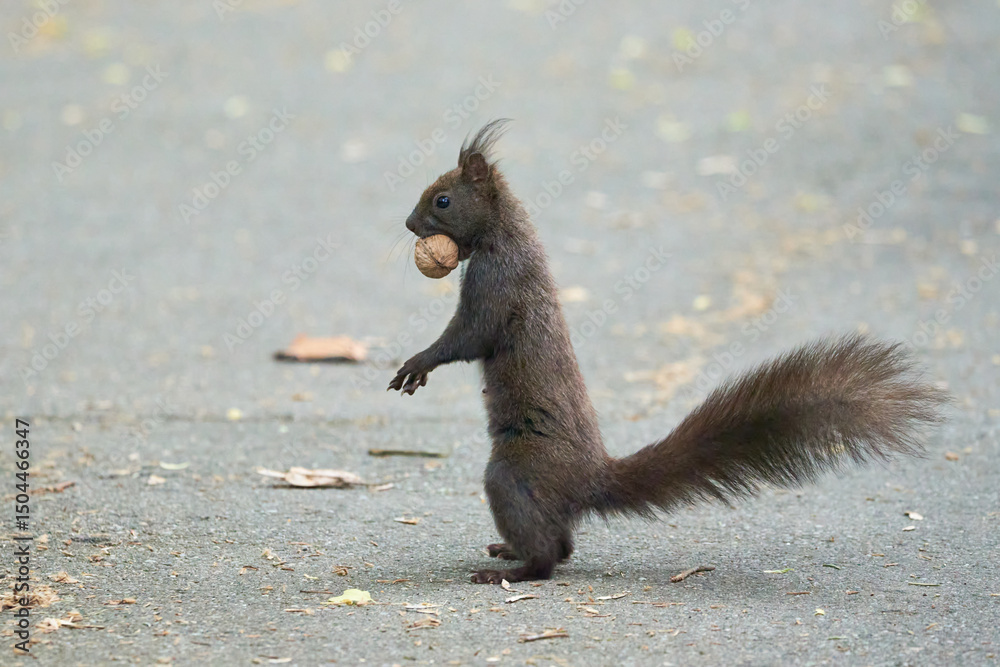 Obraz premium Eurasian red squirrel with walnut in his mouth (Sciurus vulgaris)