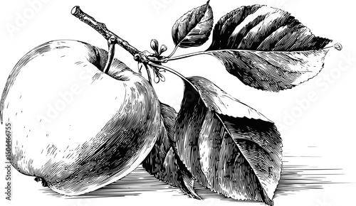 Detailed black and white illustration of an apple with leaves on a branch. Vector illustration